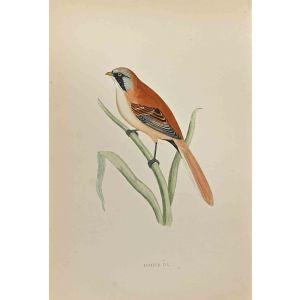 Bearded Tit 