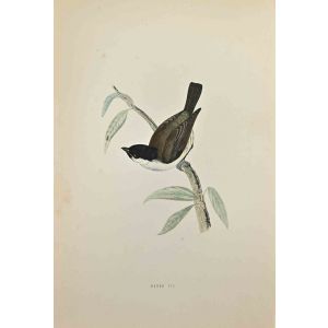 Marsh Tit