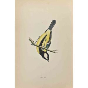 Great Tit