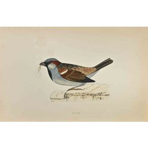 Sparrow