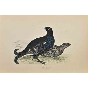 Black Grouse