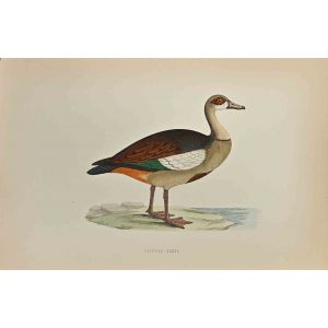Egyptian Goose