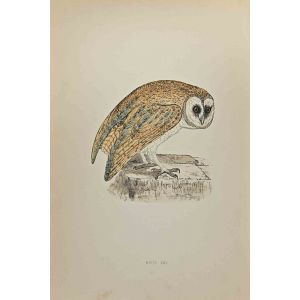 White Owl