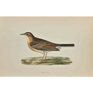 Tawny Pipit 
