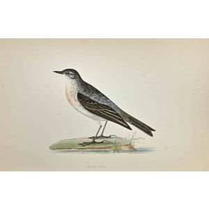 Water Pipit