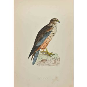 Marsh Harrier