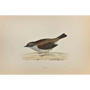 Dunnock