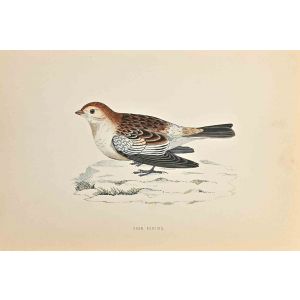 Snow Bunting