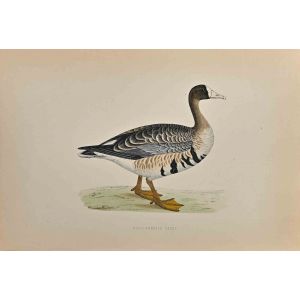White-Fronted Goose