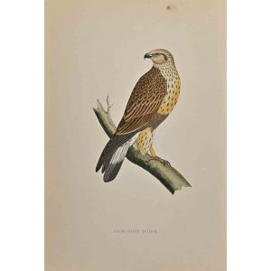 Rough-Legged Buzzard