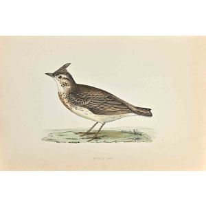 Crested Lark