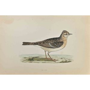 Sky  Lark