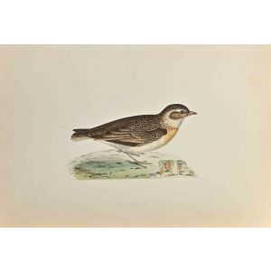 Short-Toed Lark