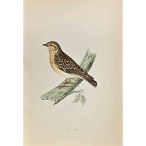 Wood Lark