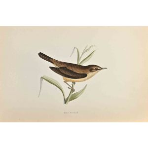 Reed Warbler