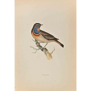 Bluebreast