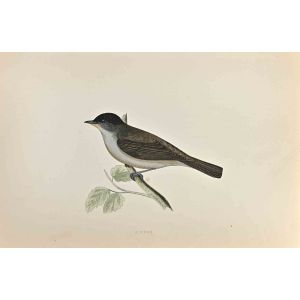 Blackcap