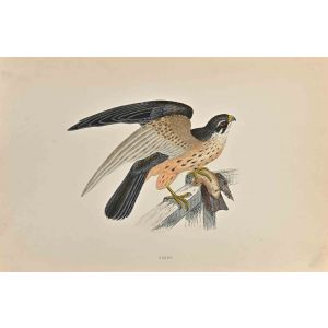 Hobby