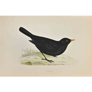 Blackbird