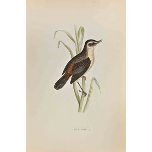 Sedge Warbler