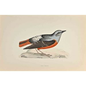 Rock Thrush