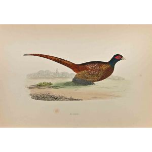 Pheasant