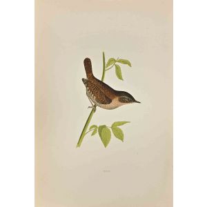 Wren
