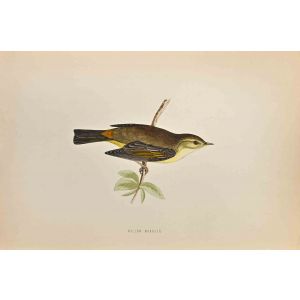 Willow Warbler