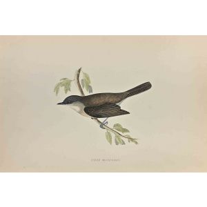 Lesser Whitethroat