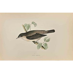 Garden Warbler