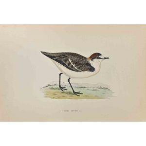 Kentish Dotterel