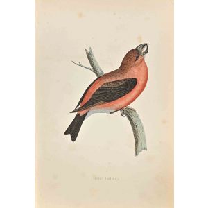 Parrot Crossbill