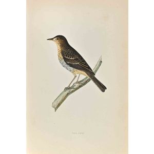 Tree Pipit