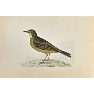 Rock Pipit