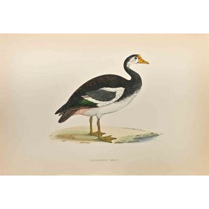 Spur-Winged Goose