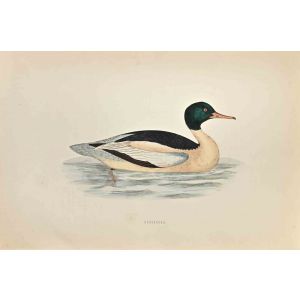 Goosander