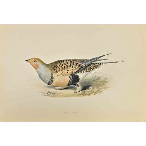 Sand Grouse