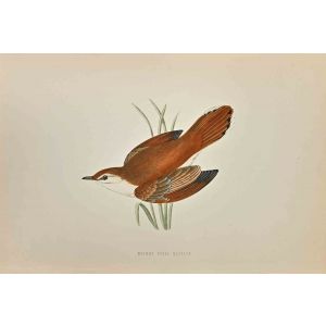 Rufous Sedge Warbler