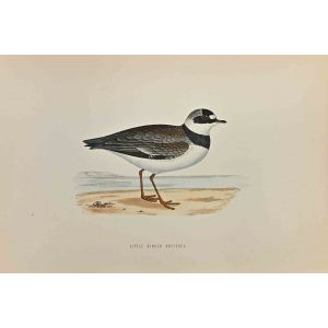 Little Ringed Dotterel