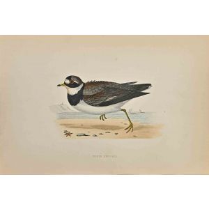 Ringed Dotterel