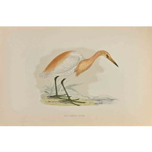 Buff-Backed Heron