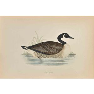 Canada Goose