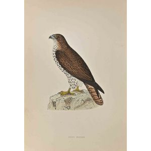 Honey Buzzard