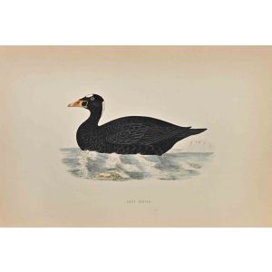 Surf Scoter