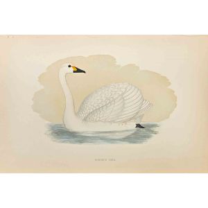 Bewick's Swan