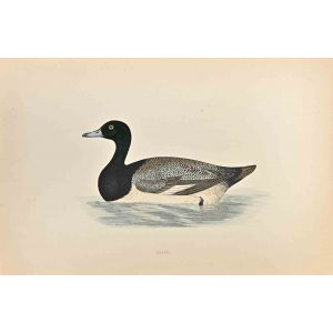 Scaup