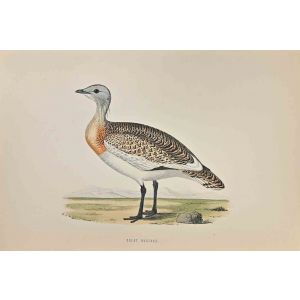Great Bustard