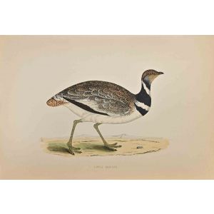 Little Bustard