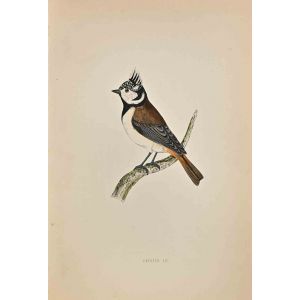 Crested Tit