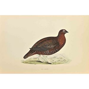 Red Grouse